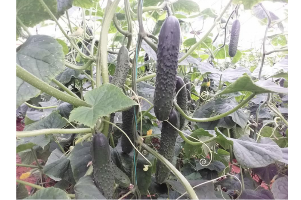  ALPAGU F1 / Slicer Type Cucumber