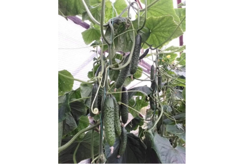 Alpagu Breeder`s Right