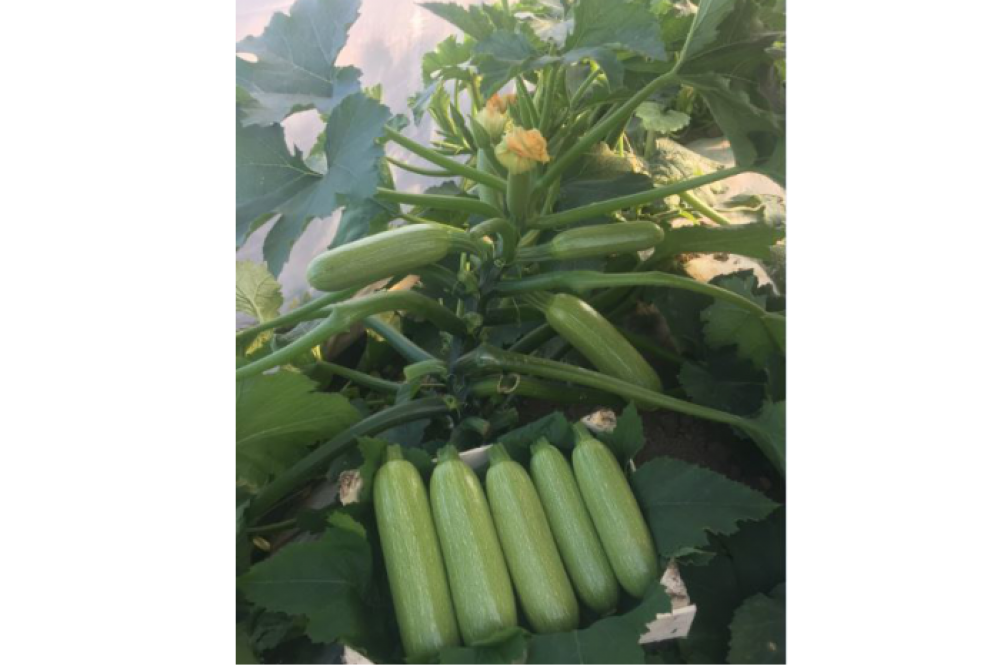 The planting of our TORPIDO F1 squash variety has started in the Tarsus region.