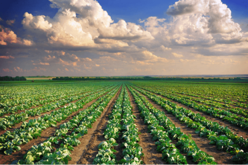 We Celebrate All Our Farmers “ World Farmers Day “