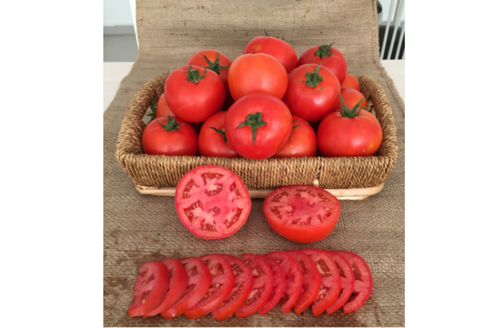  Our New Determinate Tomato Variety TOGAN F1.